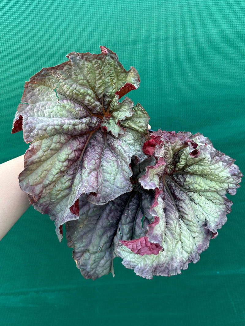 Begonia ‘Sun Seeker’ NEW