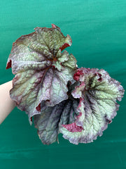 Begonia ‘Sun Seeker’ NEW