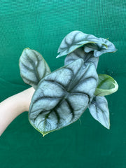 Alocasia ‘Silver Dragon’