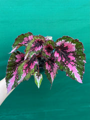 Begonia NOID 33