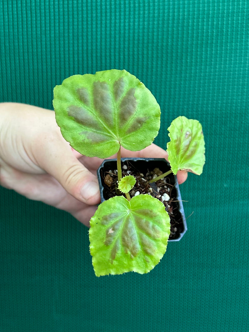 Begonia sumatra dongranensis NEW