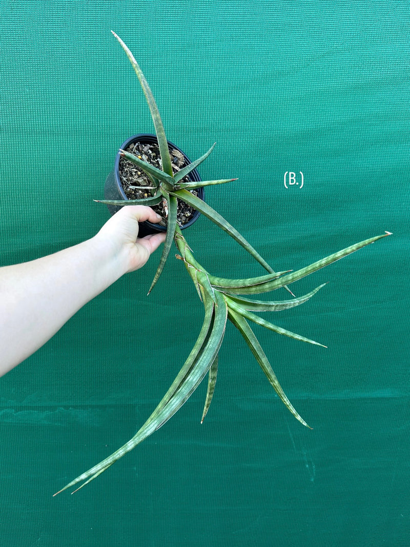 Sansevieria ballyi NEW
