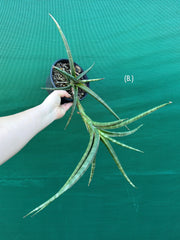 Sansevieria ballyi NEW