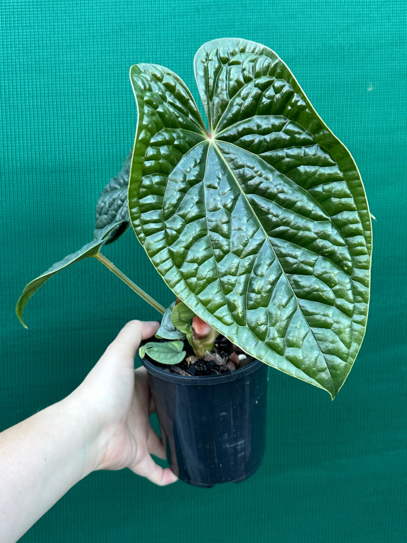 その他観葉植物 Anthurium luxurians アンスリウム・ルクスアリンス / Anthurium luxurians│観葉植物