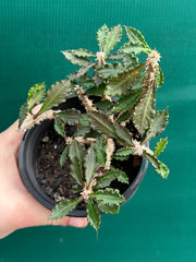 Euphorbia capsaintemariensis NEW