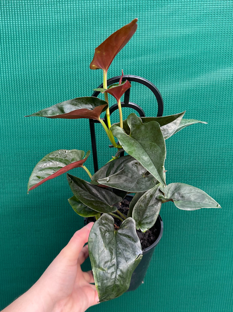 Syngonium ‘Red Arrow’