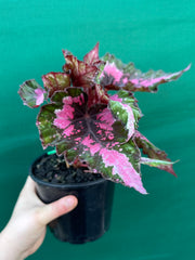 Begonia NOID 33