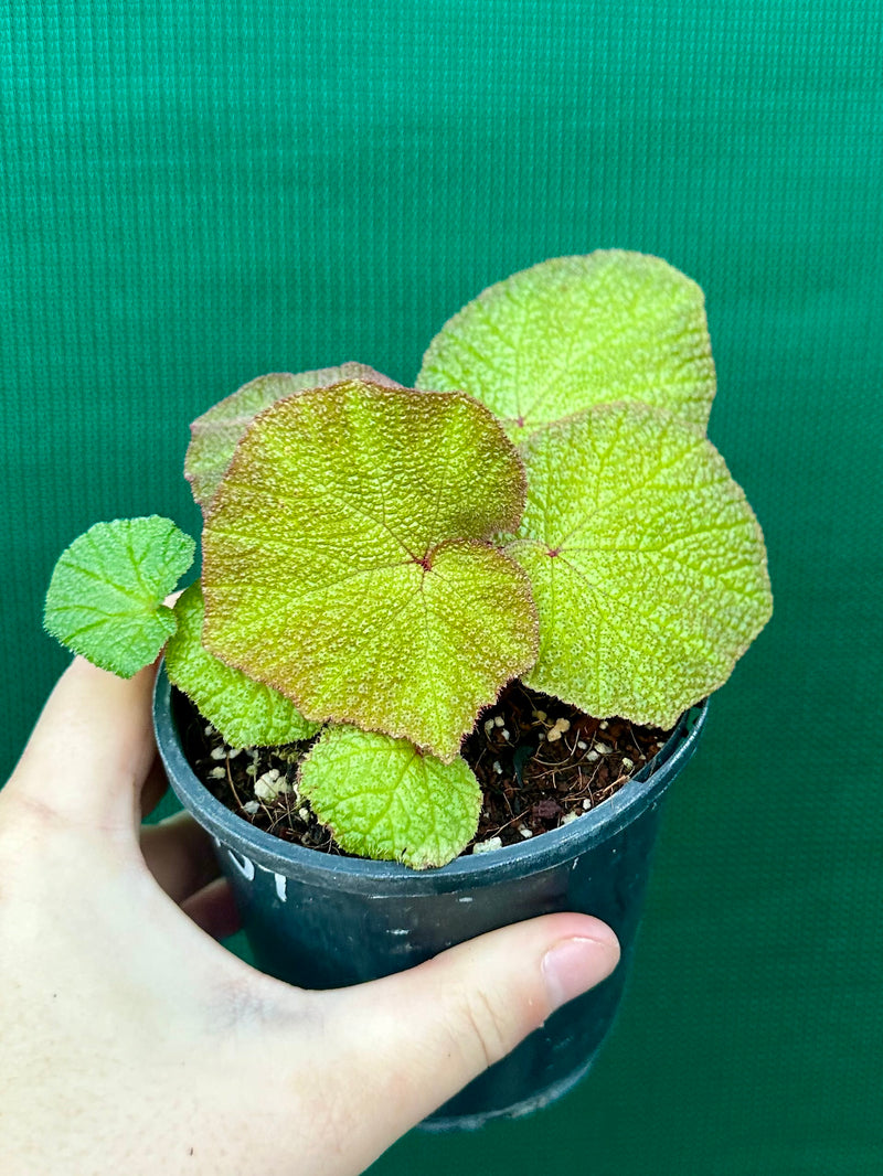 Begonia ‘Soli Mutata’
