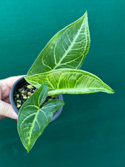 Syngonium Albolineatum NEW