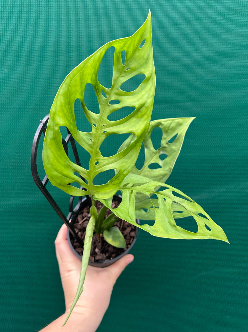 Monstera epipremnoides NEW
