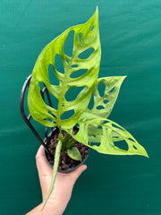 Monstera epipremnoides NEW