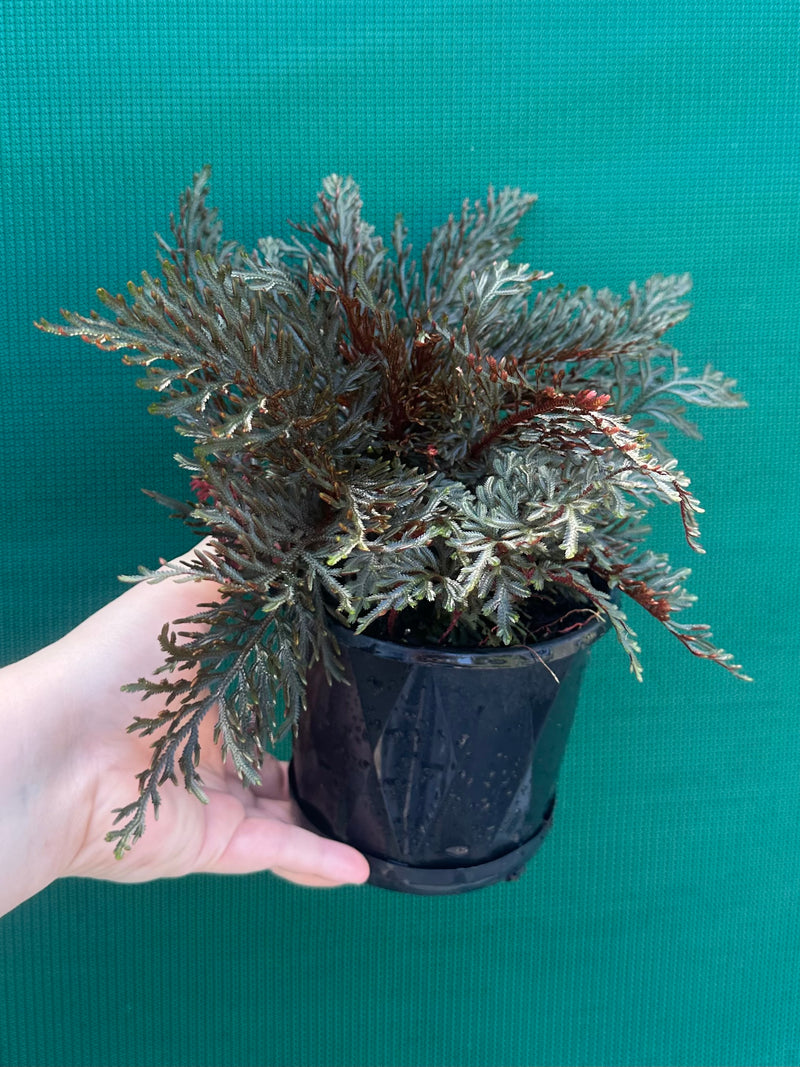 Selaginella erythropus NEW