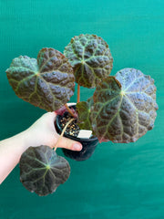 Begonia mumtaz