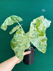 Alocasia odora batik ‘Splash’