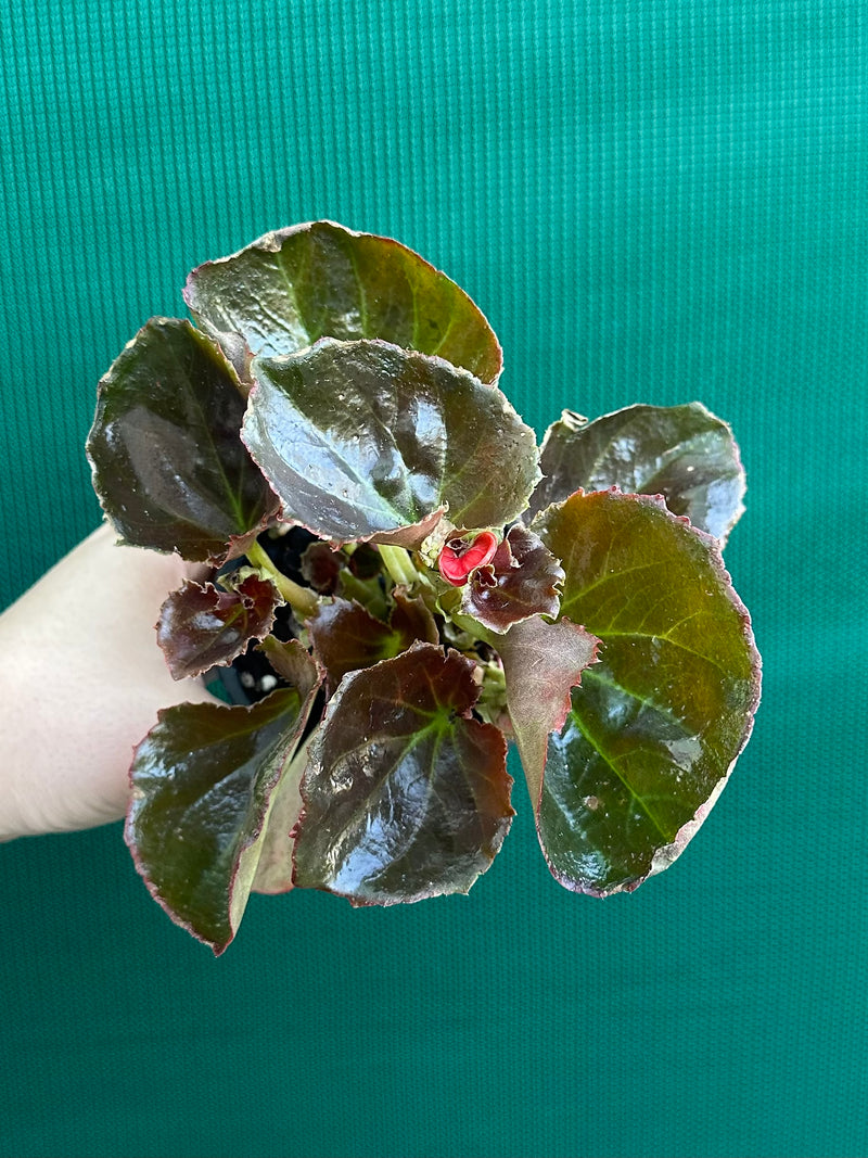 Begonia NOID 37