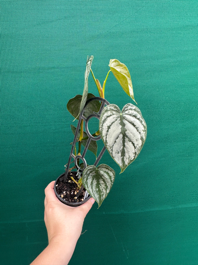 philodendron brandtianum cutting Philodendron Brandtianum