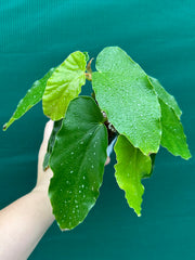 Begonia Angel Wing NOID