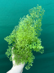 Adiantum unknown NEW