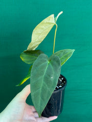 Anthurium ‘Jessica Rabit’ x Papx  NEW