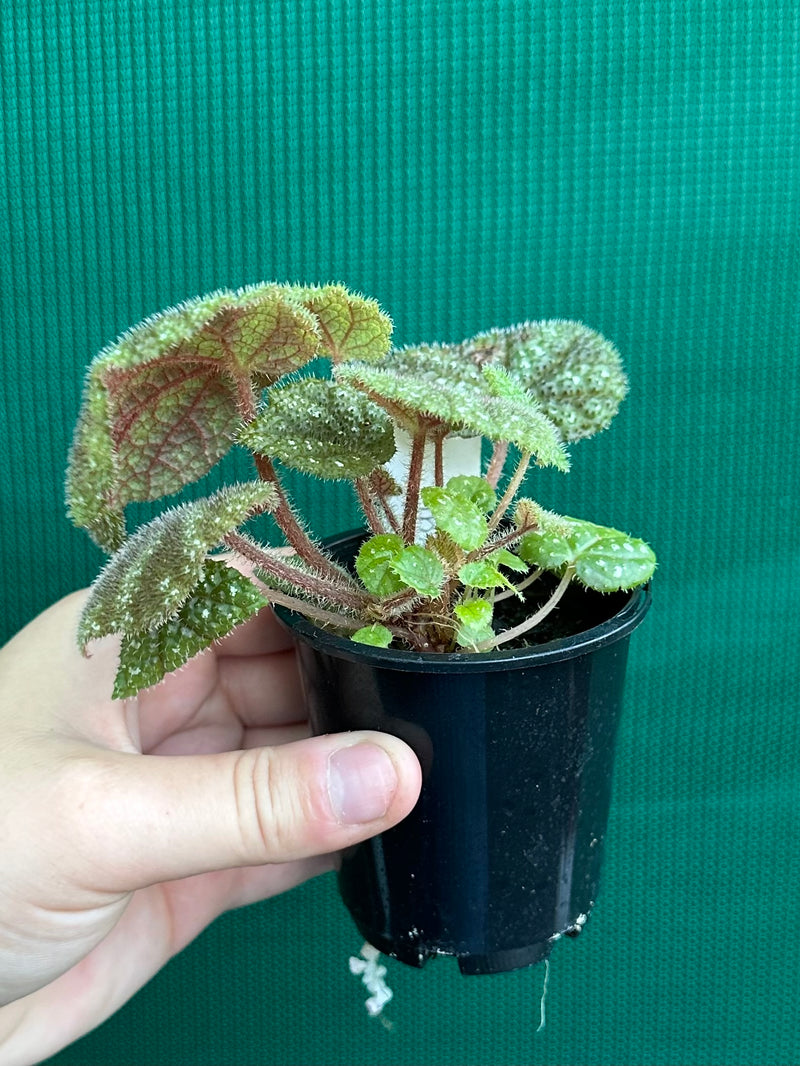 Begonia kui