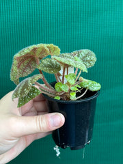 Begonia kui
