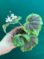 Begonia sumatra dongranensis