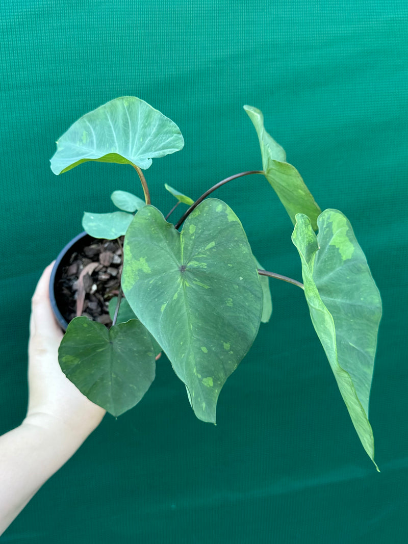 Alocasia ‘Lemon Lime Gecko’ NEW