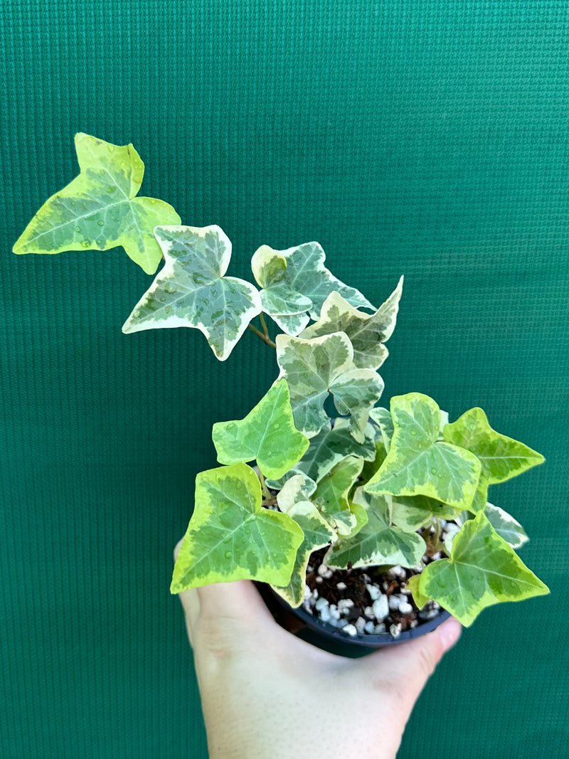 Hedera Ivy ‘Cascade Gold’