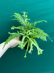 Pteris Fern Unknown 3