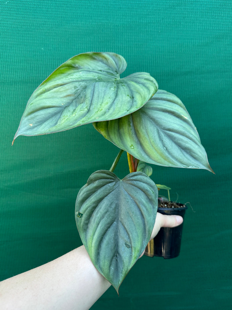 Philodendron ‘El Guapo’ NEW