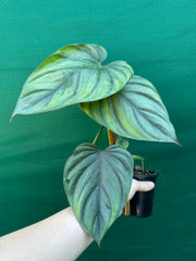 Philodendron ‘El Guapo’ NEW