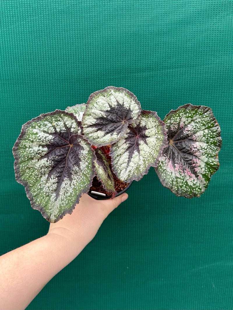 Begonia ‘Her Majesty’