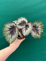 Begonia ‘Her Majesty’