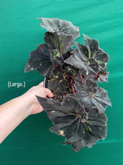 Begonia ‘Cantata’ NEW