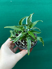 Syngonium 'Ngern Lai Ma' NEW