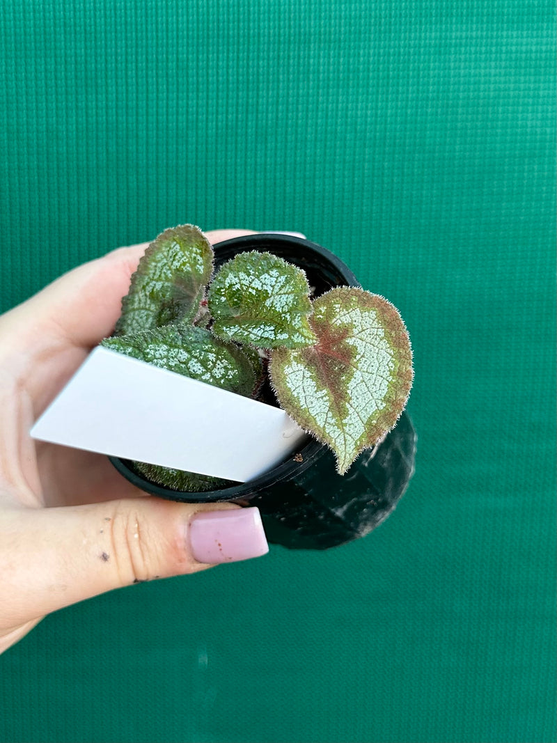 Begonia morsei