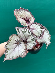 Begonia NOID 37