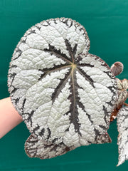Begonia ‘Polonaise’