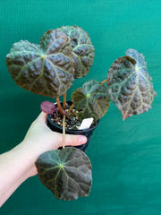 Begonia mumtaz