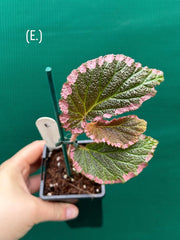 Begonia fulvovillosa (U012) NEW