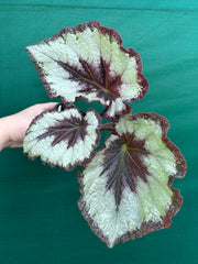 Begonia ‘Mulberry Wine’