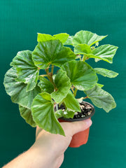 Begonia hirtella