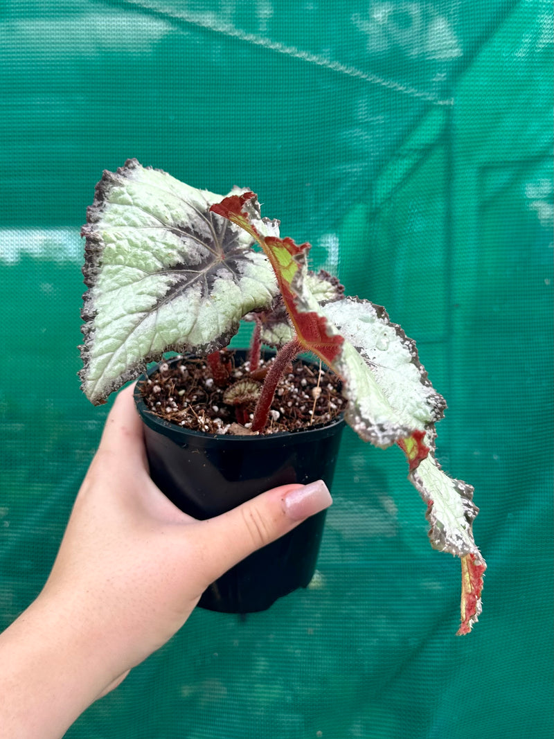 Begonia ‘Mulberry Wine’