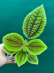 Pilea involucrata