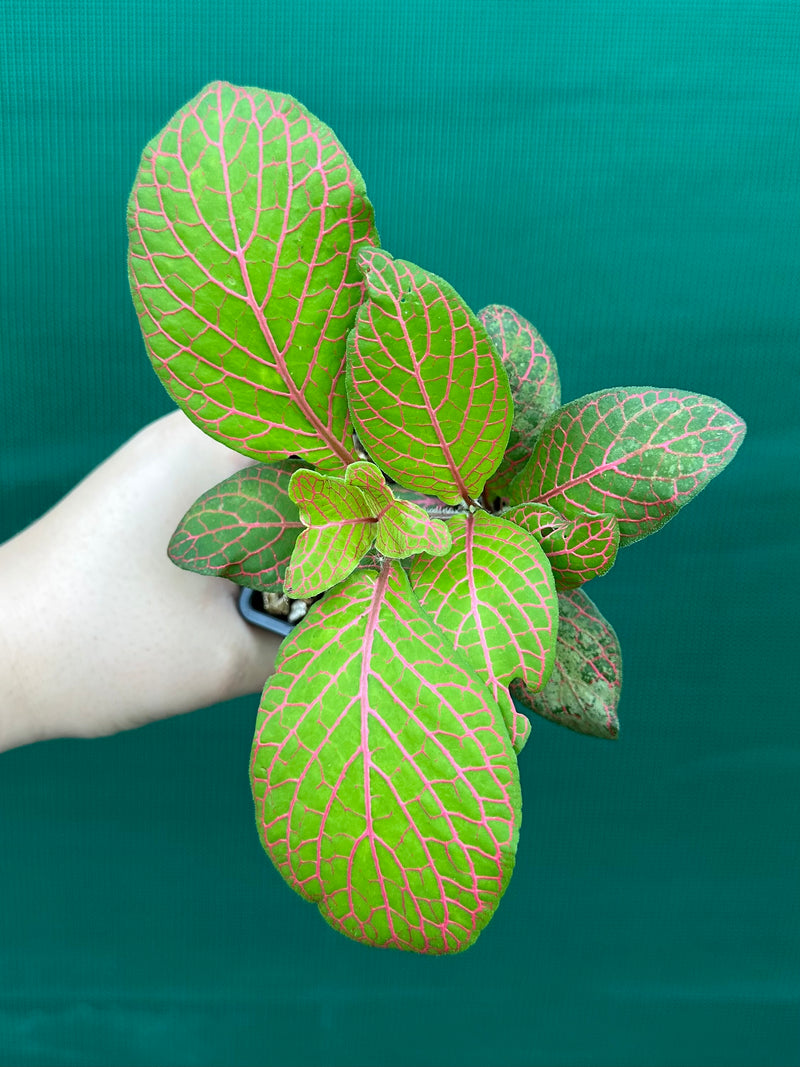 Fittonia ‘Skeleton’