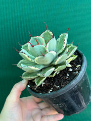 Agave kissho kan