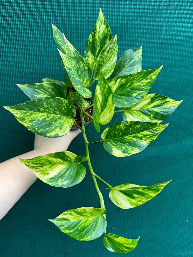 Pothos 'Golden'