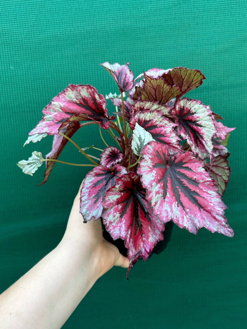Begonia ‘Evening Glow’ NEW