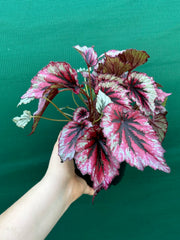Begonia ‘Evening Glow’ NEW