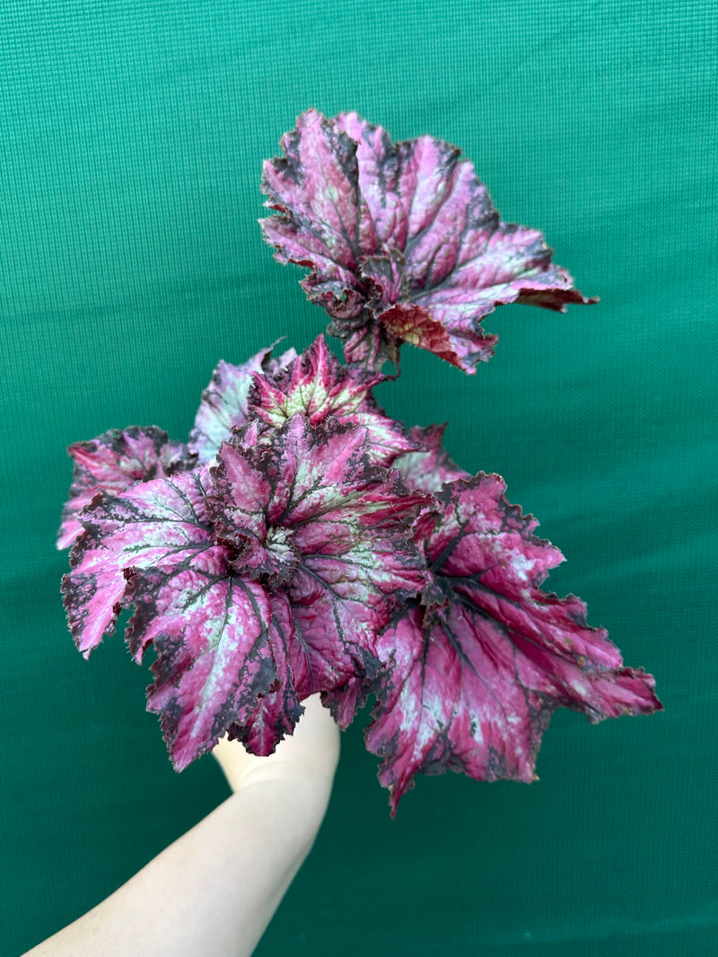 Begonia ‘Raspberry’